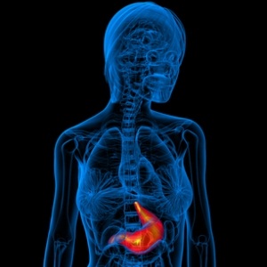 Human stomach from Shutterstock