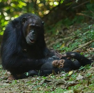 Chimpanzees in Gombe National Park