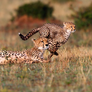 Scientists check the engine of cheetahs, animal world's 'Ferrari' | Life