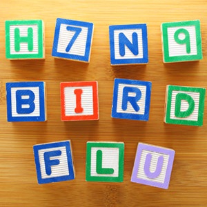H7N9 Bird flu toy blocks.