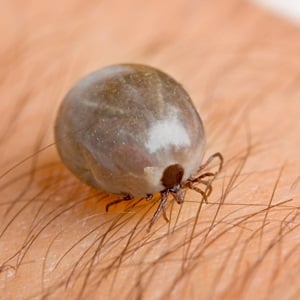 Tick on arm of man from Shutterstock