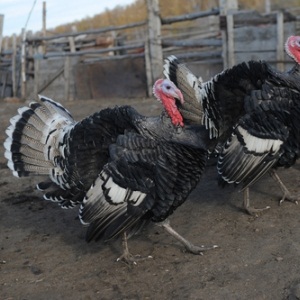 Farmyard turkeys from Shutterstock
