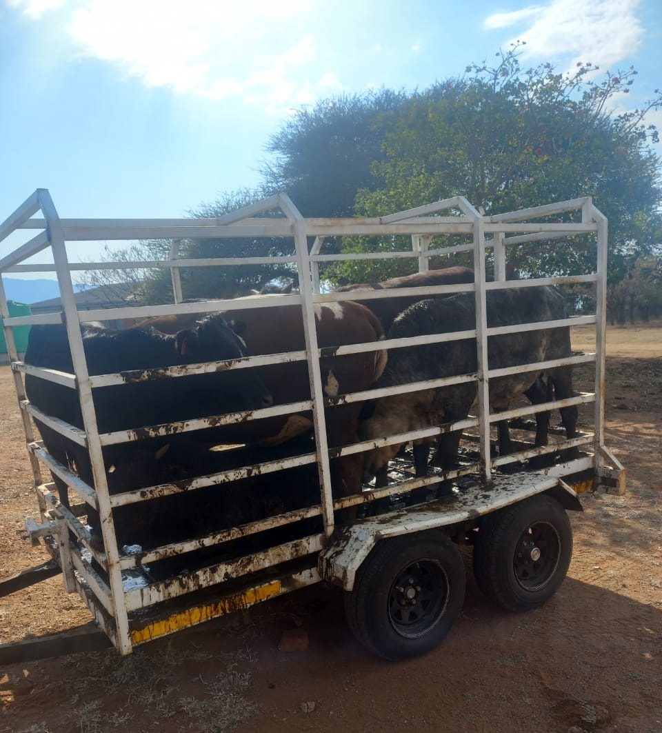 Police arrested a suspect found in possession of suspected stolen livestock.