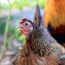 Poultry destroyed after bird flu outbreak in Holland