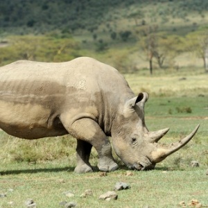Rhino horn from Shutterstock