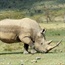 Namibia dehorns rhinos to combat poaching