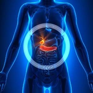 The pancreas produces insulin and helps regulate blood glucose levels