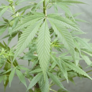 Marijuana from Shutterstock