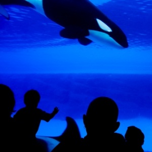 Orca in tank from Shutterstock