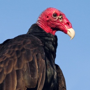 Turkey Vulture from Shutterstock