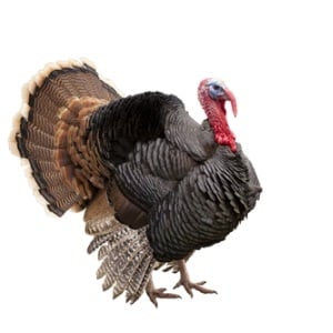 Large turkey from Shutterstock
