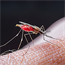 Remarkable drop in malaria death rates