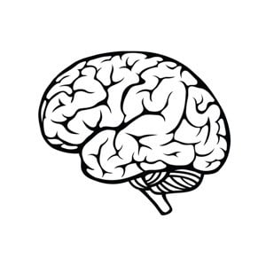 Human brain from Shutterstock