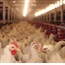 Nigeria finds an H5 strain of bird flu in poultry