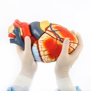 Model of human heart from Shutterstock