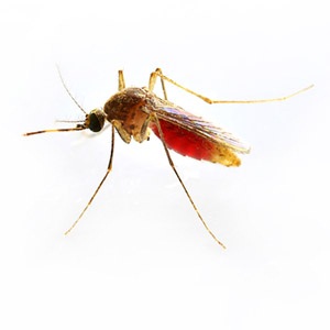 Could drug-resistant malaria be the next big global disease crisis? 