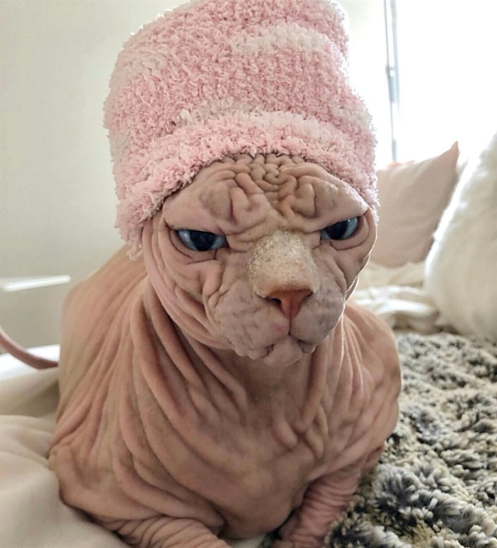 A wrinkly sphynx cat has gone viral for his terrifying glare, but his