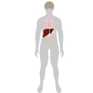 Liver highlighted on the silhouette of a human.