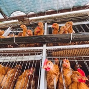 Eggs are safe to eat, department of agriculture says as consumers worry about bird flu