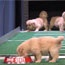 Watch how 7 cute puppies predict who will win a football game