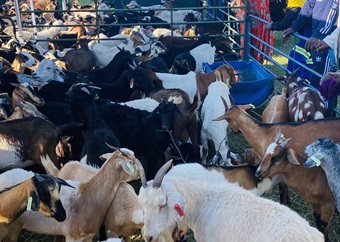 Unemployed residents fight poverty with goats!
