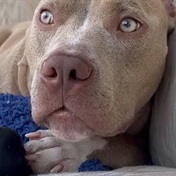 WATCH | Unwanted deaf dog encounters love for first time