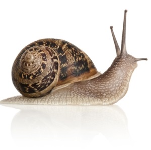 Snail from Shutterstock
