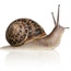 Snail facials – the slimy new beauty trend