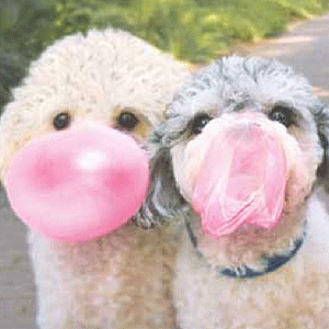 what happens if your dog eats gum