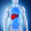 The liver: your detox organ