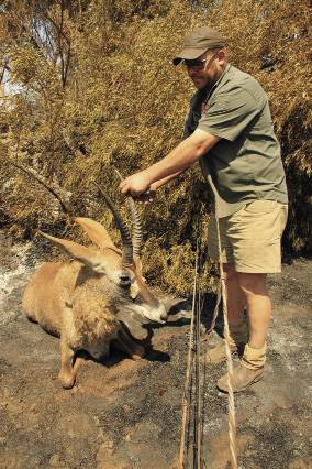Mnr. Herman Snyman, bestuurder van Wintershoek Safaris, Kimberley, maak reg om ’n verdoofde bok te laat oplaai sodat dit geskuif kan word. 