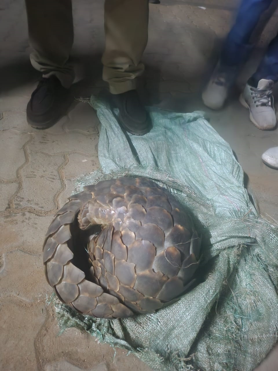 Suspects bust in possession of a stolen pangolin. 