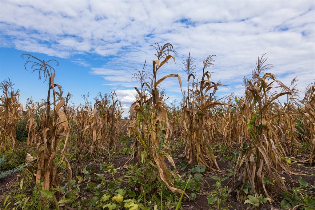 A field of dying maize plants during a severe drought caused by El Niño.