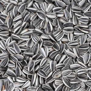 Sunflower seeds from Shutterstock