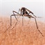Warning of mosquito virus gripping travellers