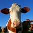 Canada reports a case of mad cow disease