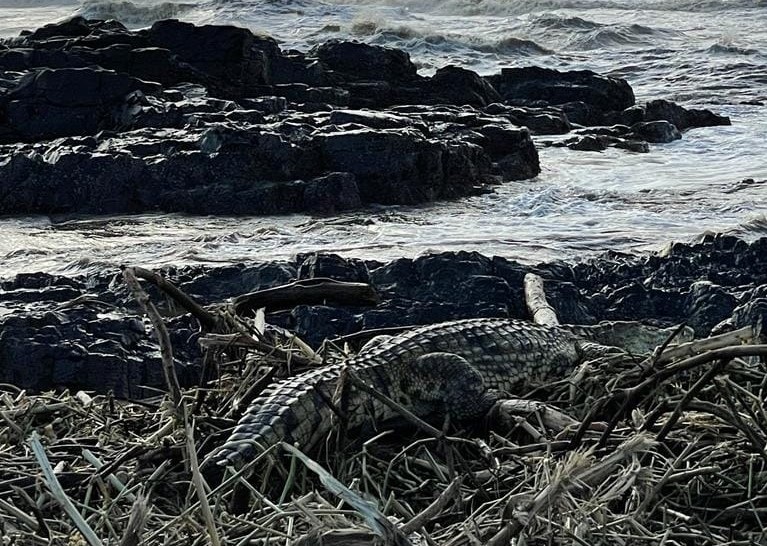 Crocodile near the Tongaat river