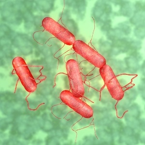 Salmonella bacteria from Shutterstock