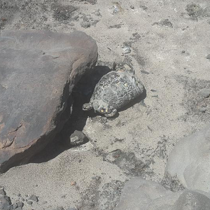 This poor tortoise attempted to hide behind a rock before being caught in the fire. (Image courtesy of @bramvermeul on Twitter)