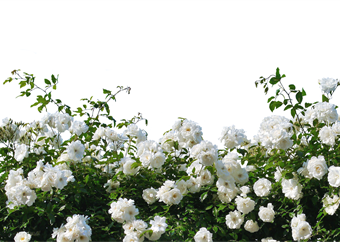 Ask Ludwig: Roses for pergolas 