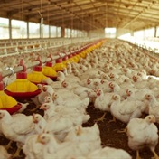 SA's fat-chicken crisis is getting worse, says poultry giant