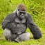 Gorilla origins found in human Aids virus lineages
