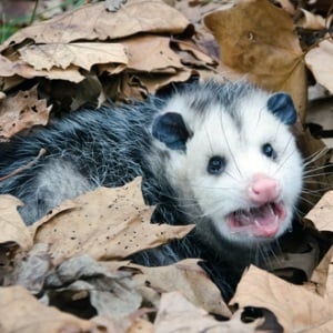 Large Virginia opossum from Shutterstock