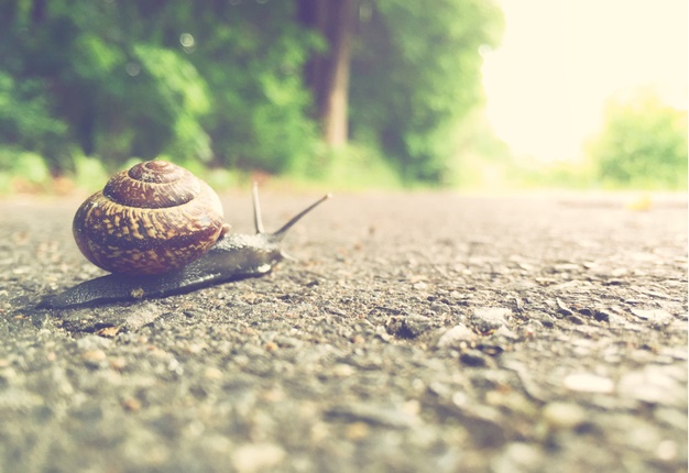 <B>HERE'S THE CAUSE:</B> A driver who rolled his car blamed snail slime for his accident. <I>Image: iStock</I>