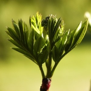 Leaf buds - Google Free Images