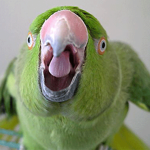 Angry parrot, Wikimedia Commons