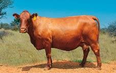 Namibië se Bonsmara-Elite-koei, CRV 09-131, het vier jaar se erge droogte oorleef en steeds ’n TKP van 395 dae met tien kalwers gehandhaaf. 