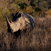South African rhino-lover seeks billionaire successor