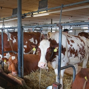 Cattle farm from Shutterstock