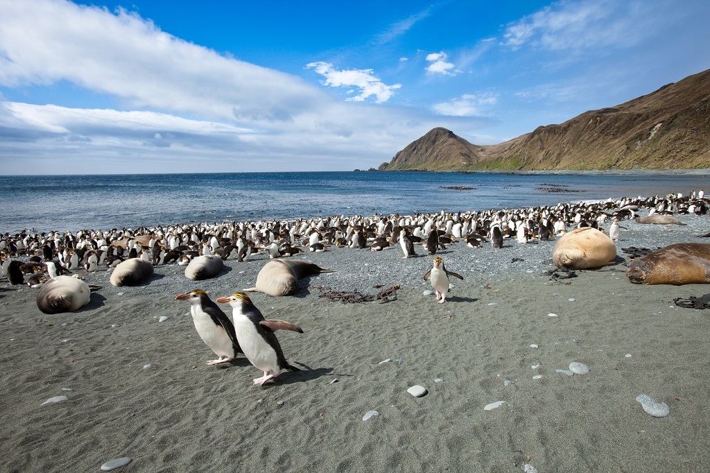 Macquarie Island is home to royal penguins, fur seals and other sea birds.
